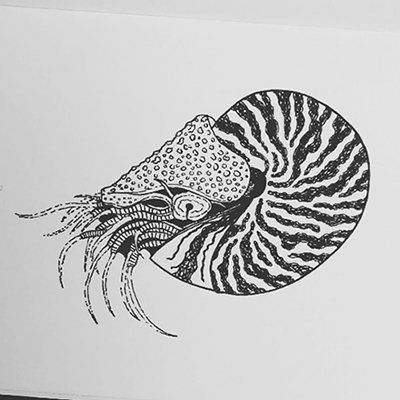 dessin nautile